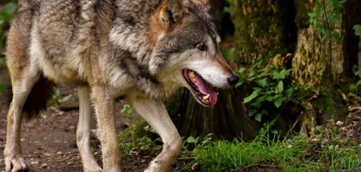 Mugello, avvistamenti di lupi e ungulati sul territorio: l’avviso delle amministrazioni a Regione e cittadinanza