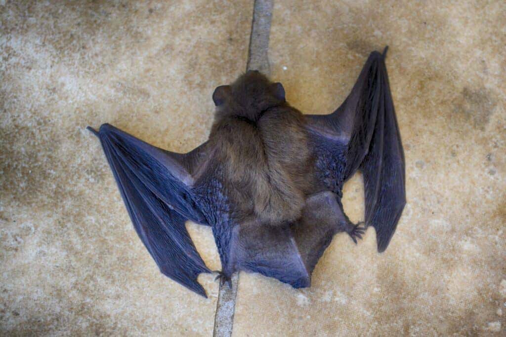 (AUDIO) Elisa Cresci e l’incontro ravvicinato con il pipistrello