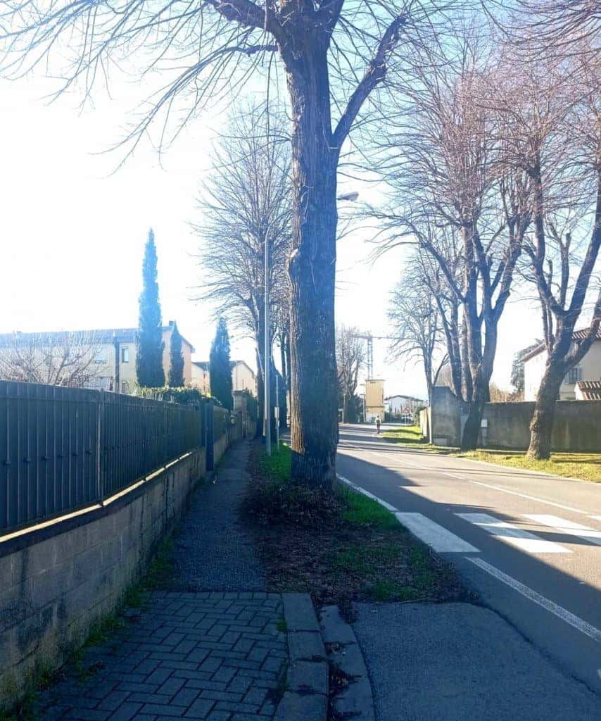 Borgo San Lorenzo, al via interventi alle alberature di capoluogo e frazioni: i dettagli