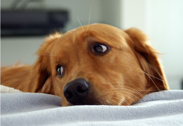Regione Toscana, mai più cani alle catena: giunta approva in via definitiva la disposizione