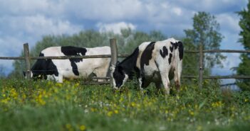 Regione Toscana: costo del latte, al via monitoraggio. Produrre 100 litri costa agli allevatori oltre 53 euro